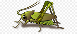 Insect Grasshopper Cricket Clip art - Grasshopper PNG png download ...