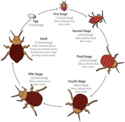 Mighty Mites... - Your Health Detective