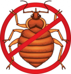 Effective Bed Bugs Extermination Techniques | Bed Bug Treatment ...