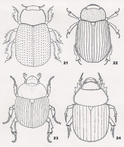 coloring pages for kids egypt dung beetle | scarab colouring pages ...