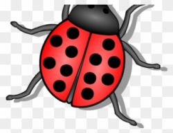 Flies Clipart Small Bug - Lady Bug - Png Download (#636792 ...