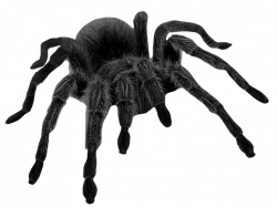 Haunted Black Spider PNG Picture | Gallery Yopriceville - High ...