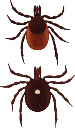 A Closer Look at the Lone Star Tick and the Allergy it Can Cause