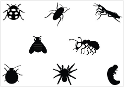 Free Bugs Flying Cliparts, Download Free Clip Art, Free Clip Art on ...