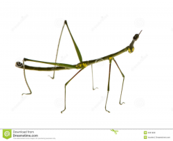 28+ Collection of Walking Stick Insect Clipart | High quality, free ...