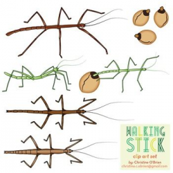 Walking Stick Insect Clip Art Set | Insects, Clip art and Bulletin board
