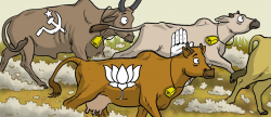 Running With The Bulls In India – Or Is It Cows? | Newslaundry