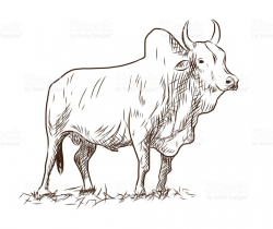 indian bull clipart 1 | Clipart Station