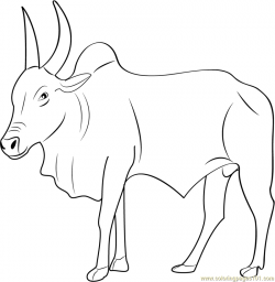 ox coloring page ox coloring page ox clipart coloring pencil and in ...