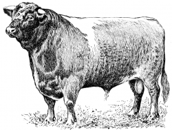 Beef Bull Clipart