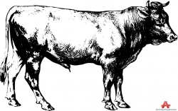 Bull Drawing Clipart | Free Clipart Design Download | cows ...