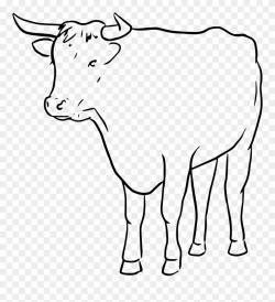 Cow Clip Art Outline - Line Drawing Of A Bull - Png Download ...