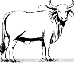 Brahman bull | My personal Inspiration for art and such ...