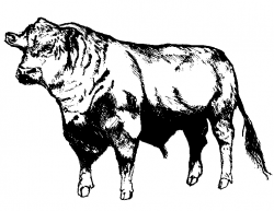 Bucking Bull Drawing at GetDrawings.com | Free for personal use ...