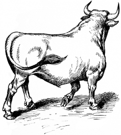Bull Line Drawing at GetDrawings.com | Free for personal use Bull ...
