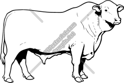 Images Of Bull Clipart | Free download best Images Of Bull Clipart ...