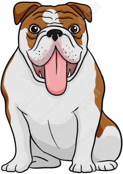 Brown And White English Bulldog Sitting With Its Tongue Hanging Out ...