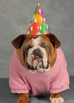 birthday bulldog.. | cool photos | Pinterest | English bulldogs and ...