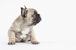 Pedigree French Bulldog Puppy Listening To Owner Photograph by ...