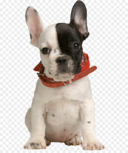 French Bulldog Puppy Pet Clothing - Puppy PNG Clipart png download ...