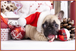 Appealing French Bulldog Clipart Christmas Pencil And In Color Image ...