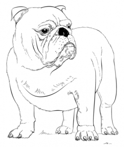 English Bulldog coloring page | Free Printable Coloring Pages