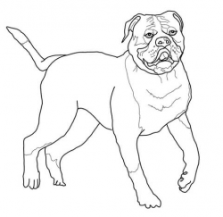American Bulldog coloring page | Free Printable Coloring Pages
