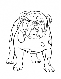Printable bulldog coloring page. Free PDF download at http ...