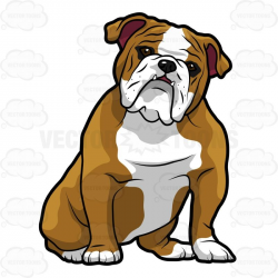 English Bulldog Sitting With Its Head Tilted To The Right | English ...