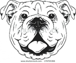 Bulldog Clipart Face - ClipartUse