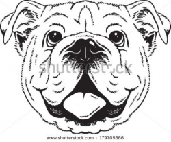 Black and white vector sketch of an English Bulldog's face. - stock ...