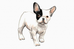 Black and White French Bulldogs ~ Illustrations ~ Creative Market