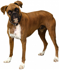 Brown Bulldog PNG Clipart - Best WEB Clipart