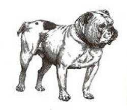 Bulldog Stock Illustrations - Royalty Free - GoGraph