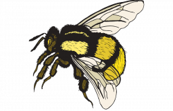 Bee Bumblebee Clip Art Free Bumble Clipart Transparent Png ...