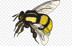 Bee Cartoon clipart - Bee, Drawing, Wing, transparent clip art