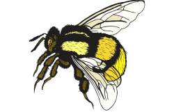 Bumblebee Clipart vintage bee 3 - 900 X 580 Free Clip Art ...