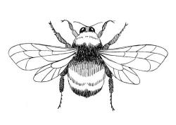 Bee Outline Drawing at GetDrawings.com | Free for personal use Bee ...