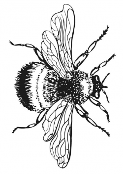 17 Bumble Bee Coloring Pages Bumble-bee-coloring-pictures-1 ...