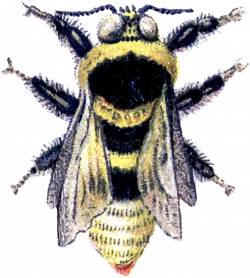Wonderful Vintage Bumblebee Image! - The Graphics Fairy