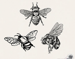 Bumblebee Clip Art Vintage Bee Illustration Antique Bee