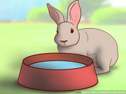 3 Ways to Have a Rabbit Friendly Garden - wikiHow