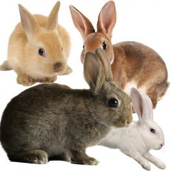 A Group Of Rabbits, Flower Bunny, Animal, Variety PNG Image and ...