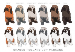 HOLLAND LOP Clip Art Shaded Color Package / show rabbit ...