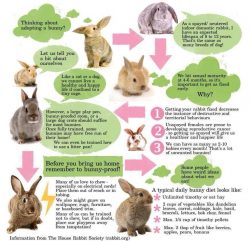 Know the facts before you adopt a bunny. (02/25/18) | Bunnies Make ...