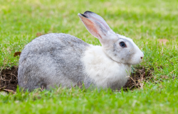 Police find nearly 300 bunnies hopping in California home | 96.5 WKLH