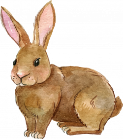 Rabbit PNG Transparent Free Images | PNG Only