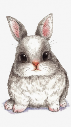 Cartoon Rabbit, Hand Painted Rabbit, Bunny, Fat Rabbit PNG Image and ...