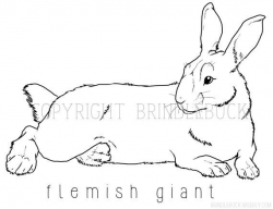 Flemish Giant Rabbit coloring page downlaod bunny by Brindlebuck ...