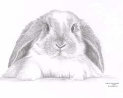 28+ Collection of Holland Lop Bunny Drawing | High quality, free ...
